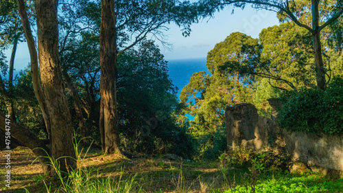landscape with trees in the forest Tanger