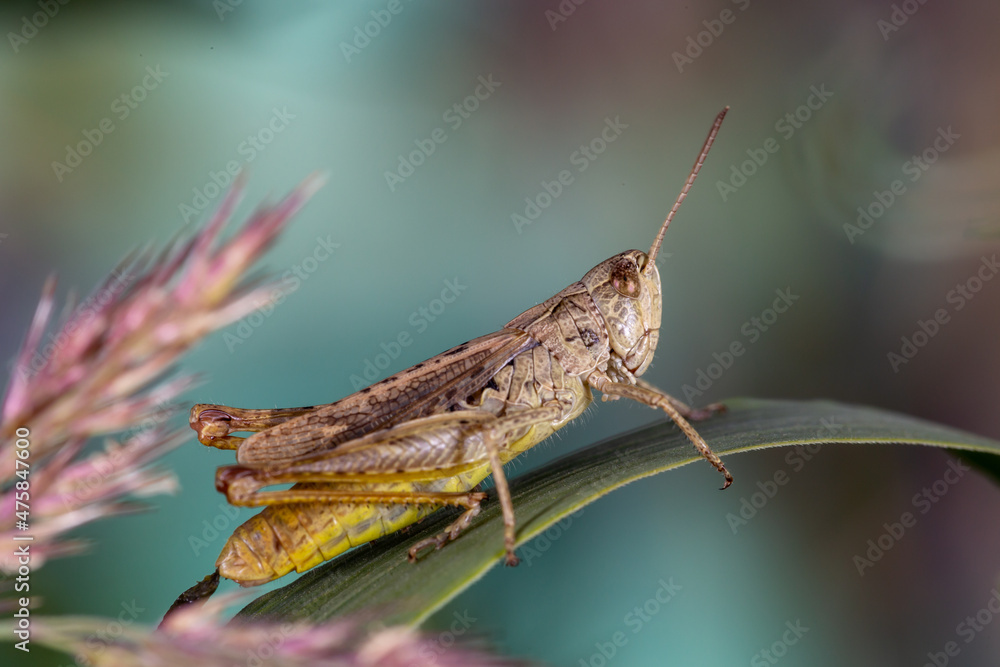 Common field grasshoper sitting on a green leaf macro photography in summertime. Common field grasshopper sitting on a plant in summer day close-up photo. Macro insect on a green background. Common field grasshoper sitting on a green leaf macro photography in summertime. Common field grasshopper sitting on a plant in summer day close-up photo. Macro insect on a green background.
