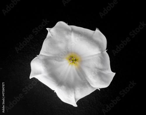 Top view of a flower on black background. On black background. photo