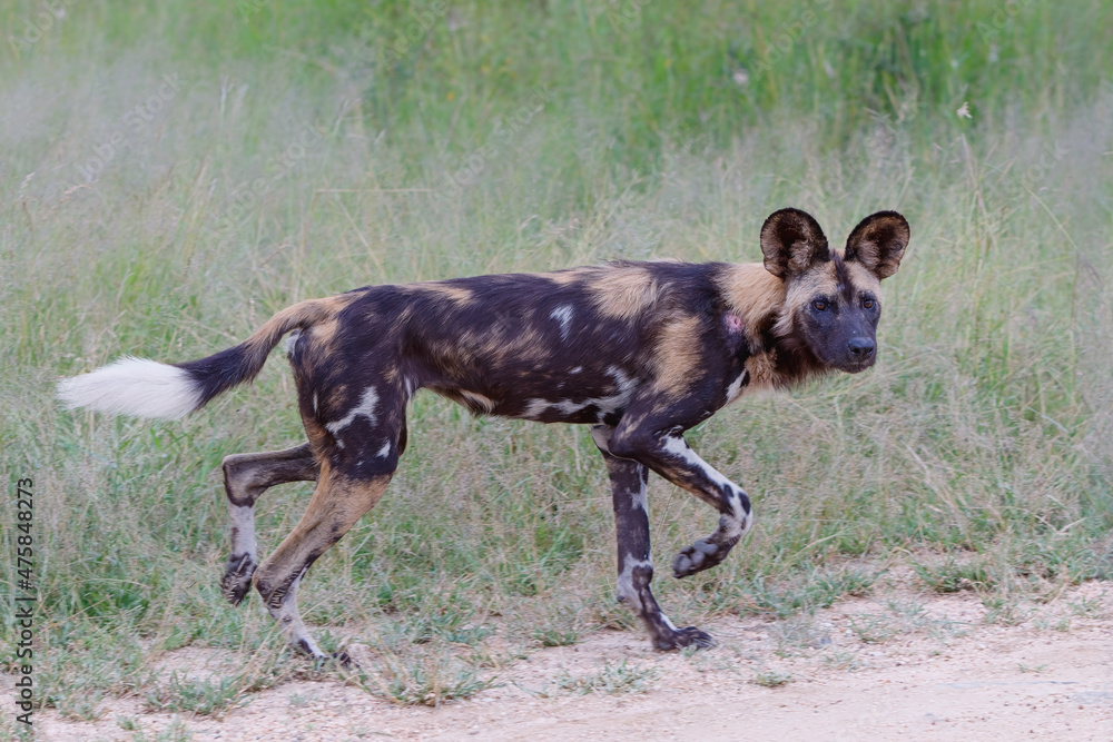 Fototapeta premium African Wild Dog hunting in a game reserve in the Greater Kruger Region in South Africa