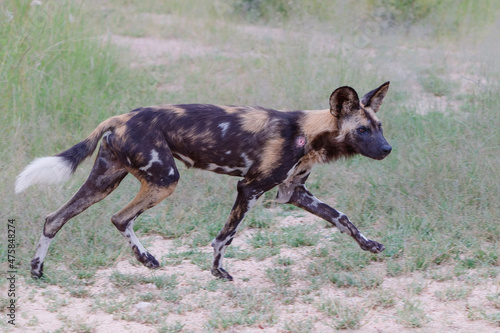 African Wild Dog hunting in a game reserve in the Greater Kruger Region in South Africa