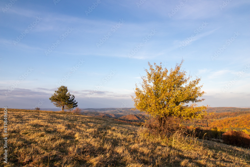 Fototapeta premium autumn landscape with trees and sky