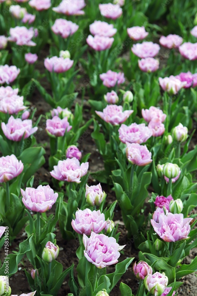 Group of blooming pink tulips in the park, flower plantation, spring season Group of blooming pink tulips in the park, flower plantation, spring season