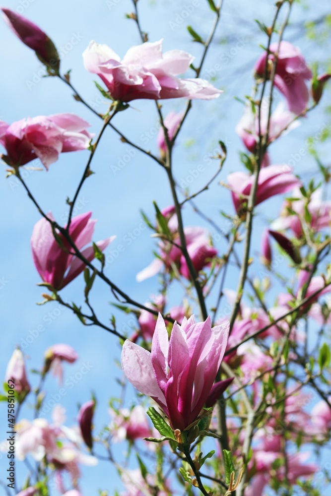 Flowers and branches of blooming pink magnolia on a background of blue sky in a park, garden, in a natural environment, spring