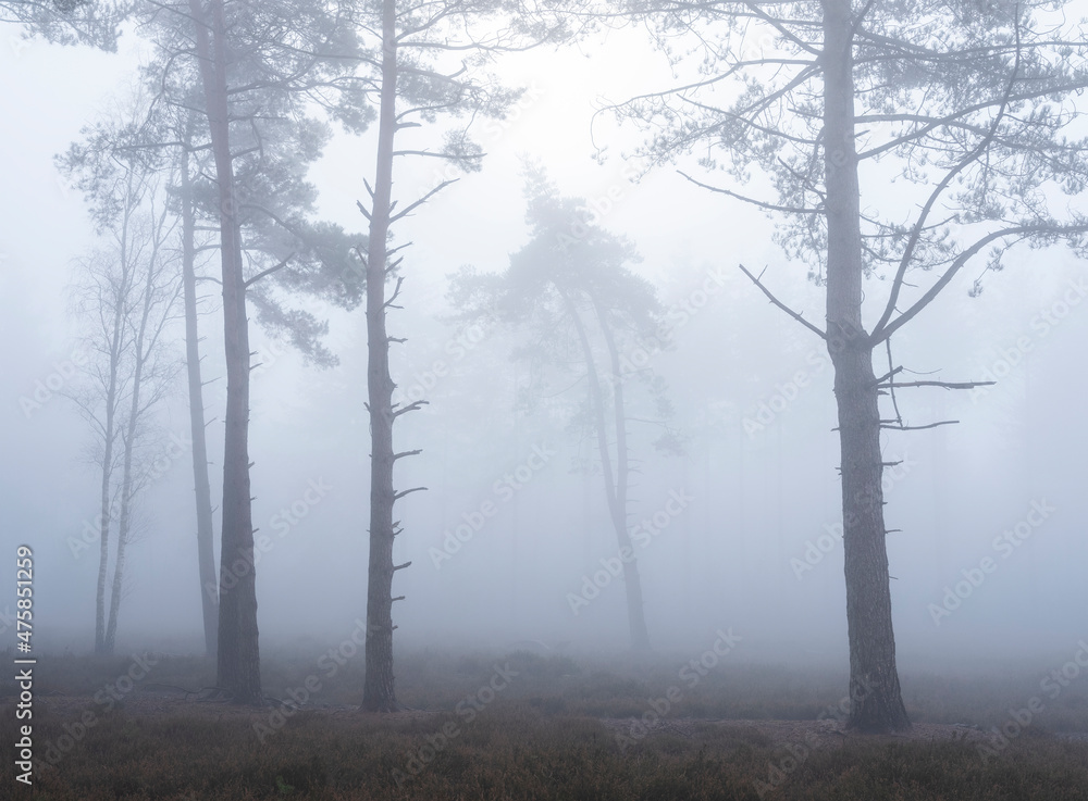 pine tree silhouettes on misty morning in dutch forest near utrecht in the netherlands pine tree silhouettes on misty morning in dutch forest near utrecht in the netherlands