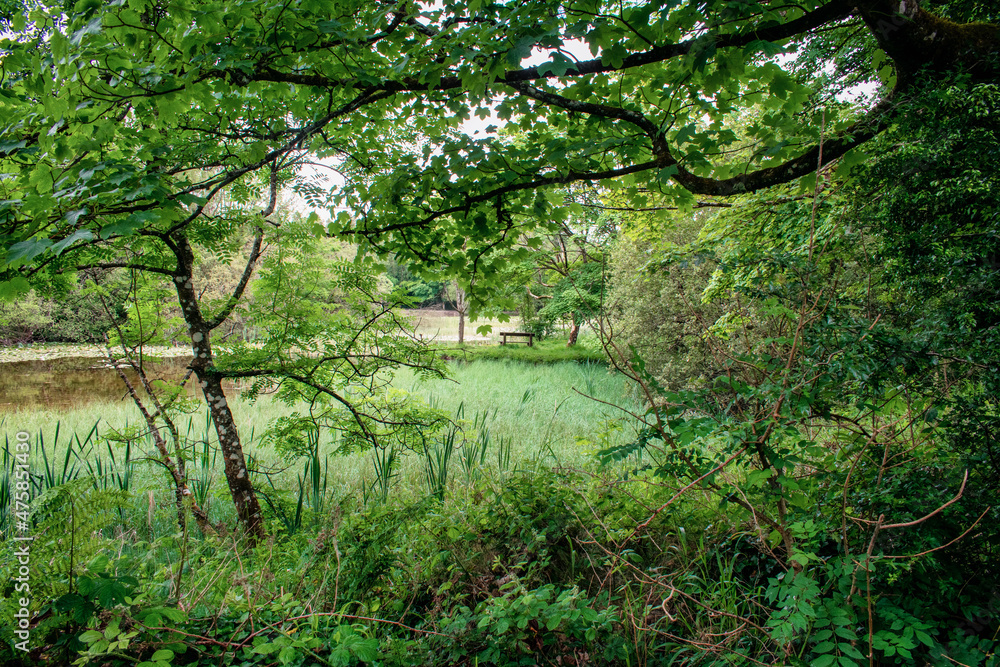 Fototapeta premium Vibrant Colorful Forest with Lush Leaves