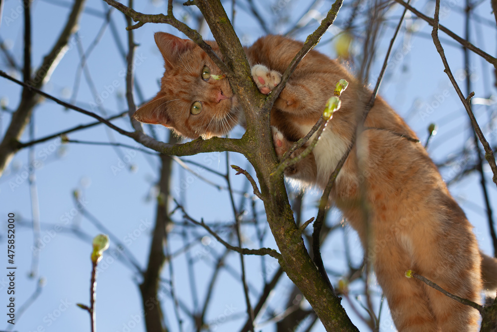 A beautiful red cat trapped in a tree, looking for help.