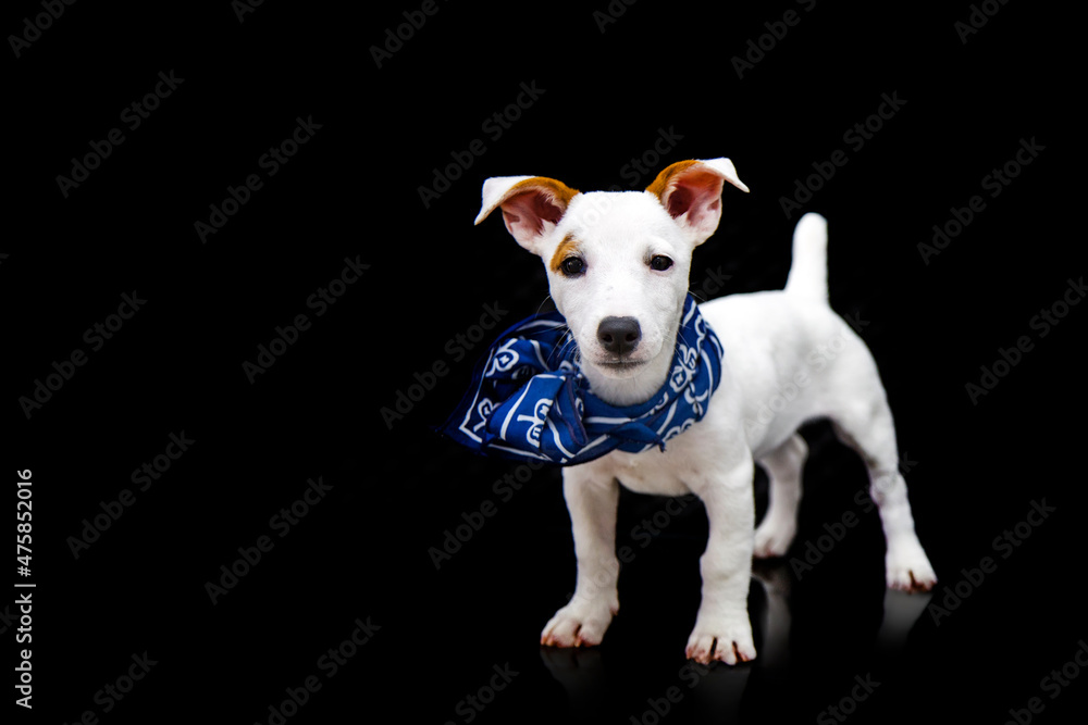 potrait Jack Russel puppy female siting on dark isolated