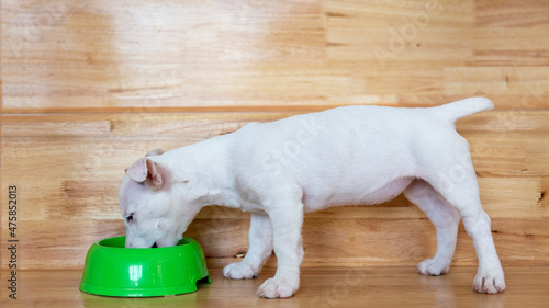 feeding dog food on dog bowl on wood floor