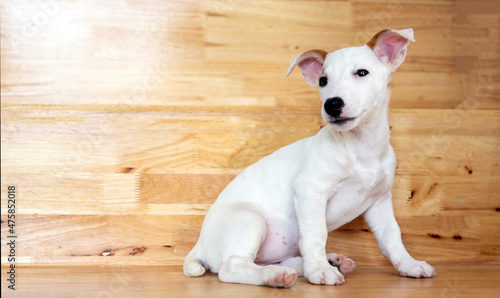 potrait Jack Russel puppy female siting on wood background