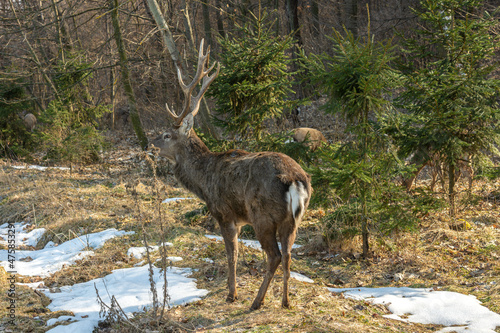 Fototapeta Naklejka Na Ścianę i Meble -  a picture of a wild deer; a deer in a forest 