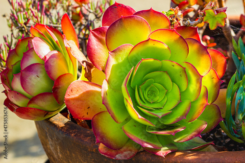 Closeup shot of the palm aeonium growing in the garden in San Diego photo