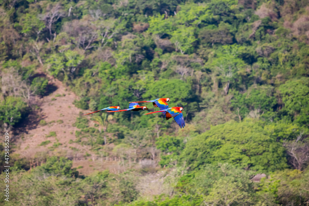 Scarlet macaws (Ara macao) large red, yellow, and blue parrots