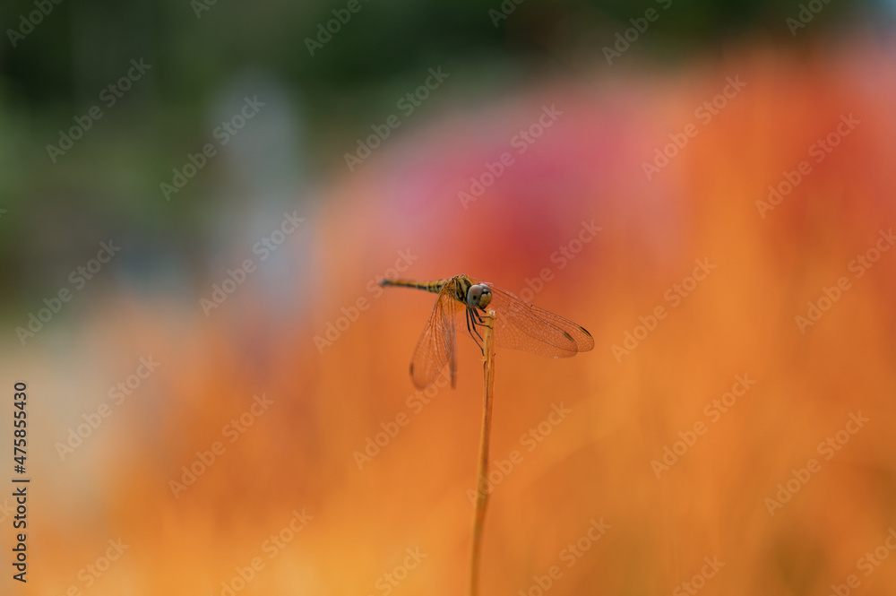 dragonfly on a flower dragonfly on a flower