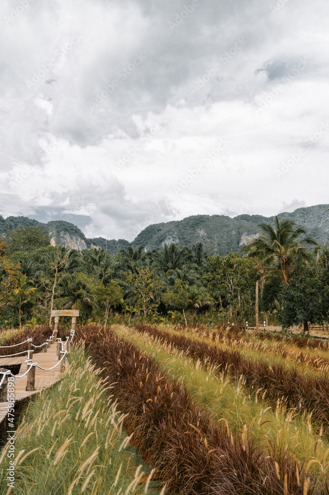 Naklejka premium rice terraces