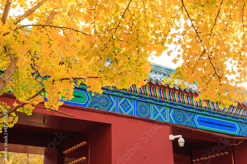 Beijing autumn ditan park view beautiful fall photo