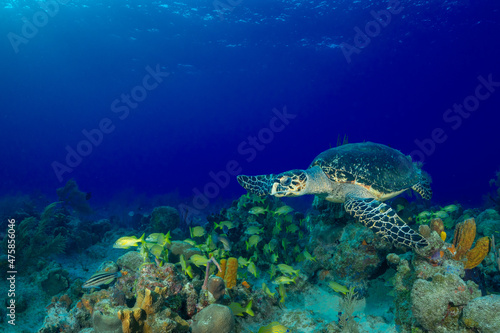 A hawksbill turtle swimming over a tropical Caribbean reef with a school of yellow fish nearby