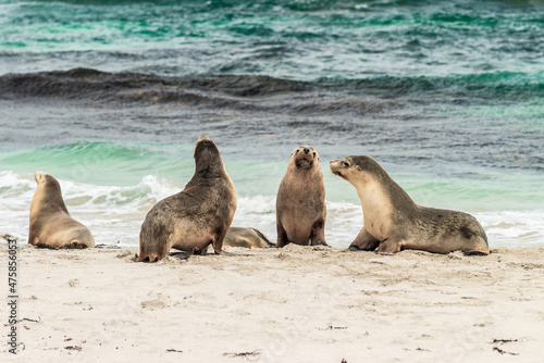 Sea lions sitting on the beach at Seal Bay, Kangaroo Island, South Australia