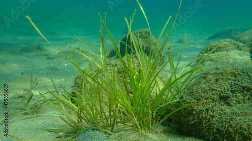 Neptune grass or Mediterranean tapeweed (Posidonia oceanica) undersea, Aegean Sea, Greece, Halkidiki photo