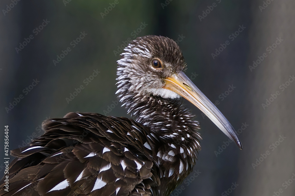 Obraz premium Portrait of a Floridian Limpkin