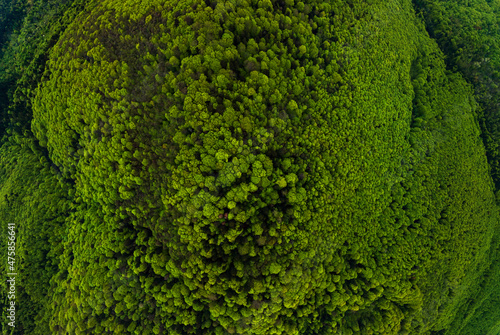 Aerial view of dark mixed pine and lush forest with green trees canopies