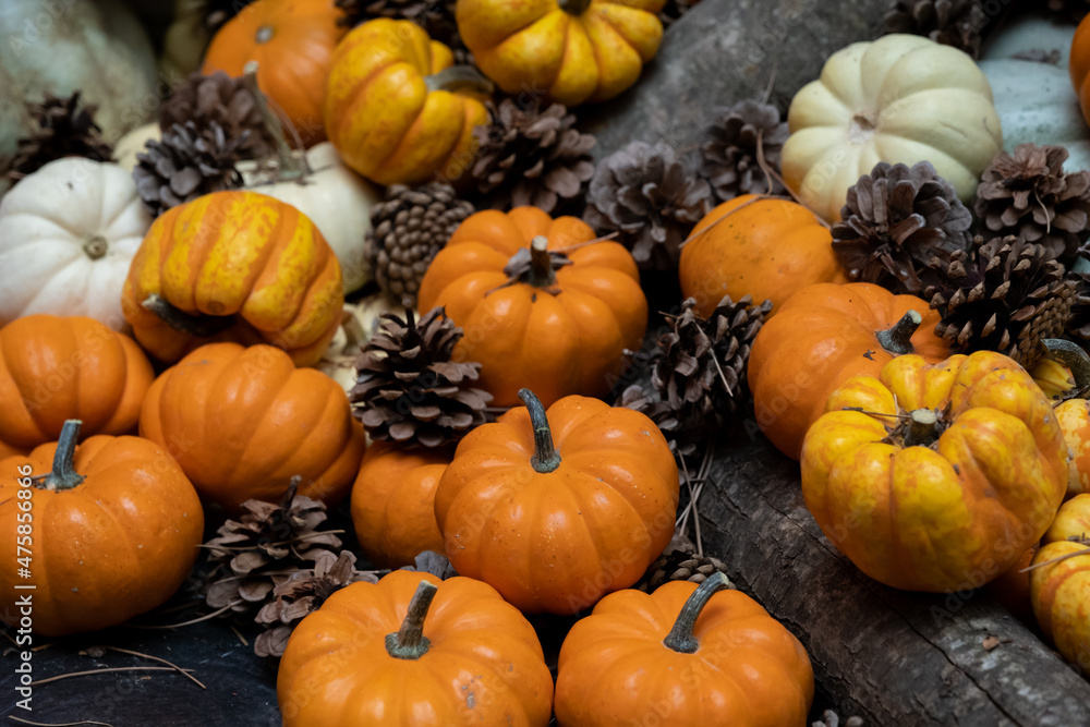 Pumpkins background. suitable for thanksgiving, christmas, halloween themes Pumpkins background. suitable for thanksgiving, christmas, halloween themes