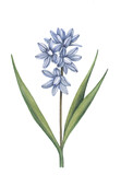 watercolor image of blue pushkin flowers