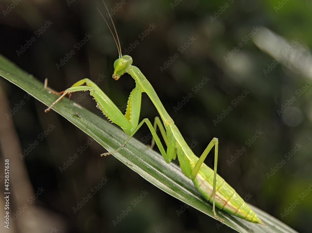 Praying mantis perch on leaves and flower petals
Praying mantis perch on leaves and flower petals