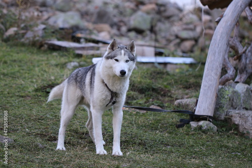 siberian husky dog