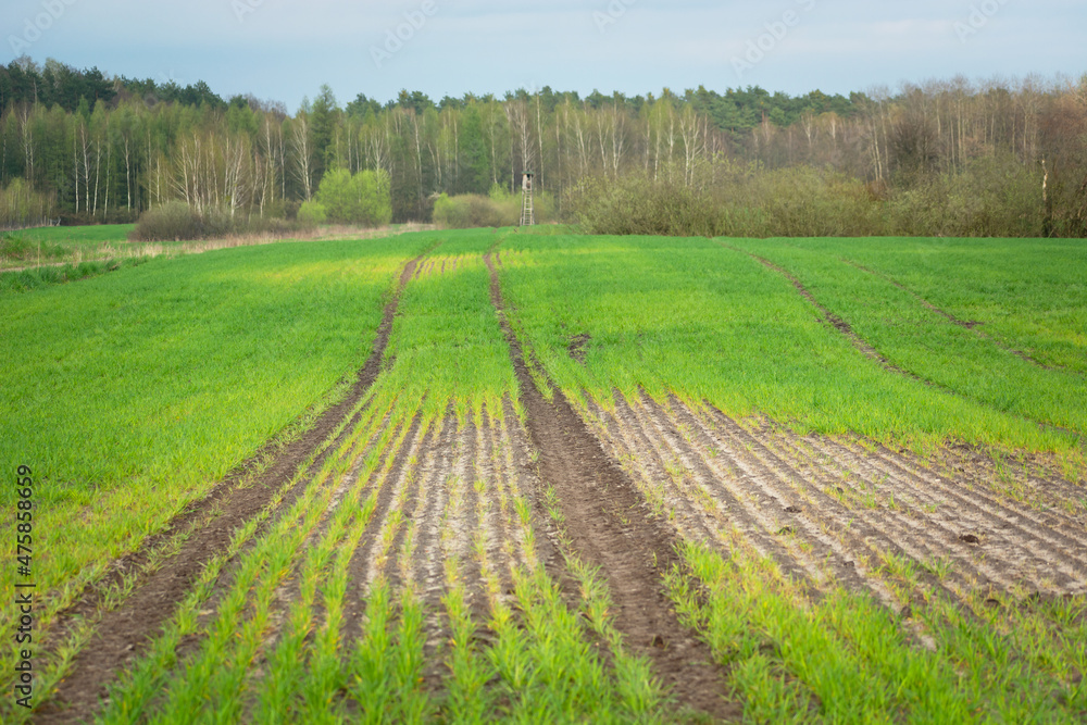 Damage after sowing on a green farmland, Zarzecze, Poland Damage after sowing on a green farmland, Zarzecze, Poland