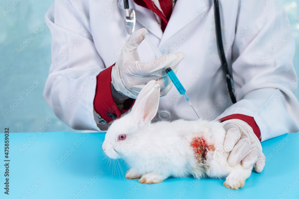 Fototapeta premium Veterinary woman doctor using syringe immunization for sick white rabbit bunny on table in the clinic. Vet wear uniform and gloves with stethoscope. Veterinarian check up health care animal concept.