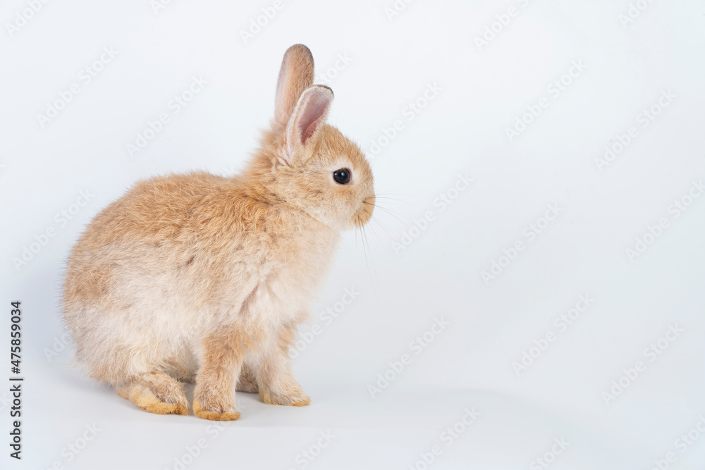 Fototapeta premium Adorable newborn baby rabbit bunnies brown looking at something while sitting over isolated white background. Easter bunny animal concept.