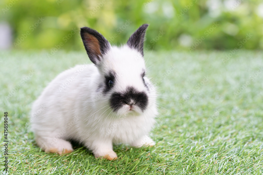 Lovely furry baby rabbit bunny white black looking at something while sitting relax on green grass over bokeh nature background. Easter animal infant bunny concept. Lovely furry baby rabbit bunny white black looking at something while sitting relax on green grass over bokeh nature background. Easter animal infant bunny concept.