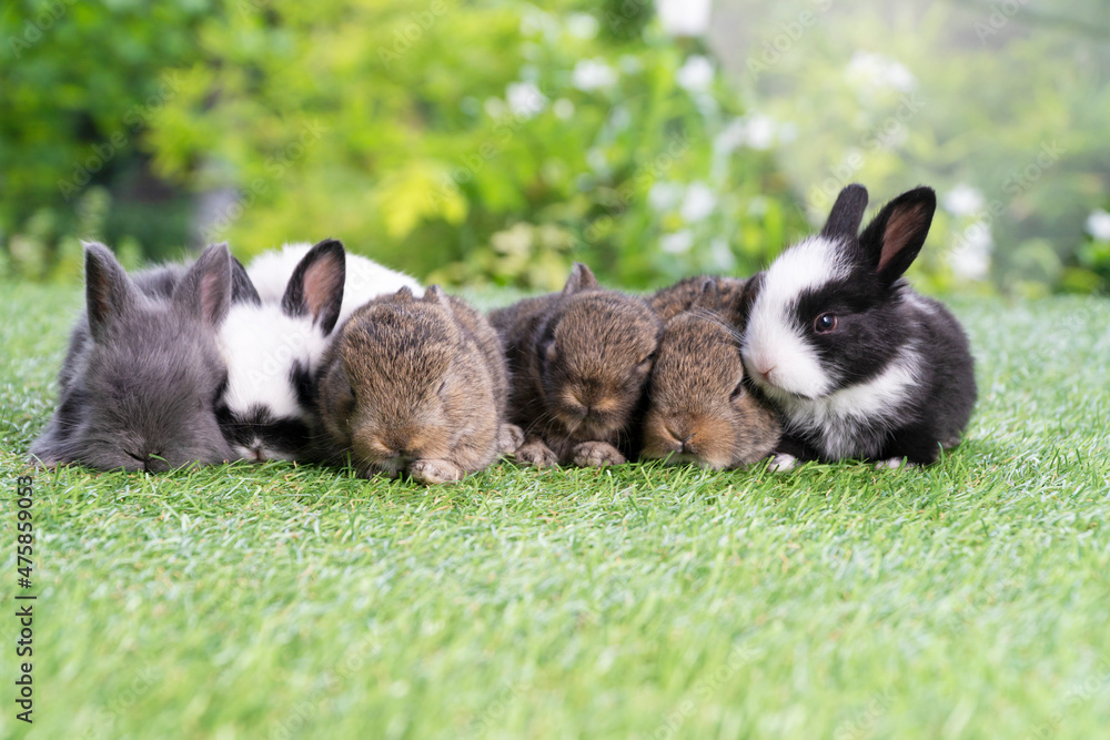 Group of six cuddly furry rabbit bunny lying down sleep together on green grass over natural background. Family baby rabbits sitting togetherness on lawn. Easter newborn bunny family concept. Group of six cuddly furry rabbit bunny lying down sleep together on green grass over natural background. Family baby rabbits sitting togetherness on lawn. Easter newborn bunny family concept.
