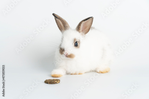 Furry baby bunny with cookie on isolated. Adorable tiny rabbit bunny white and brown hungry eating cookie carrot while sitting over white background. Easter animal bunny and food concept. © kaew6566