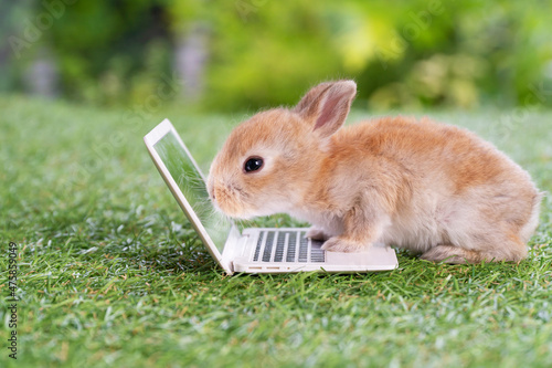 Photography Adorable baby rabbit bunny with laptop studying online or working sitting on green grass