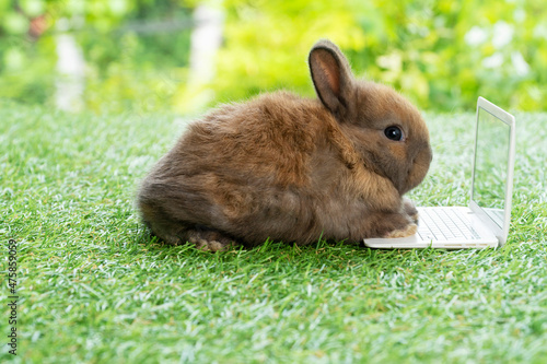 Wall Mural Newborn tiny rabbit brown bunny with laptop sitting on the green grass