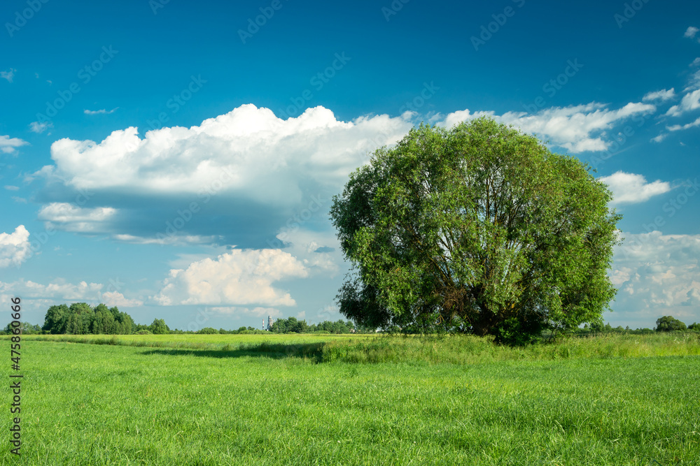 Obraz premium Large tree on green meadow and blue sky, Nowiny, Poland