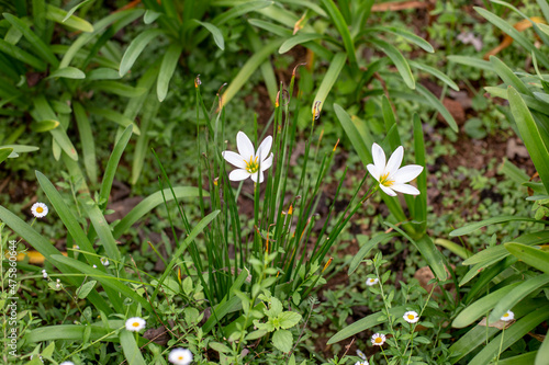 Close up photo of white Zephyranthes grandiflora flower