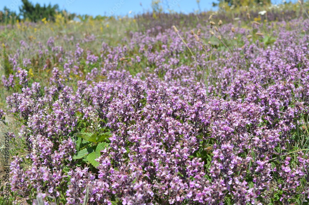 Obraz premium flowering thyme