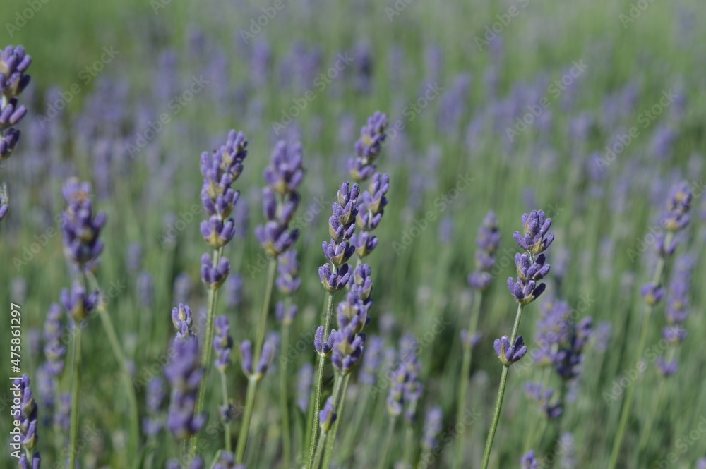 Obraz premium Lavender