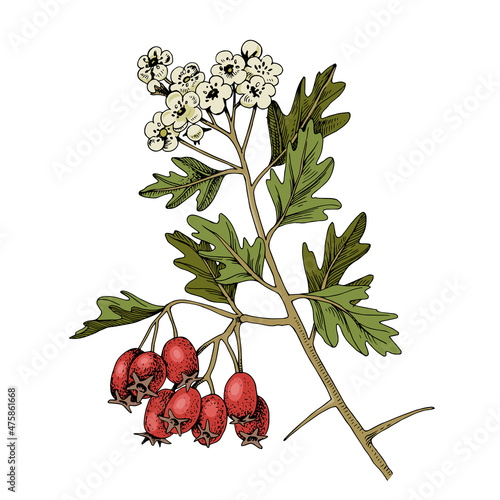 Fotografie Hand drawn hawthorn with berries and blossoms