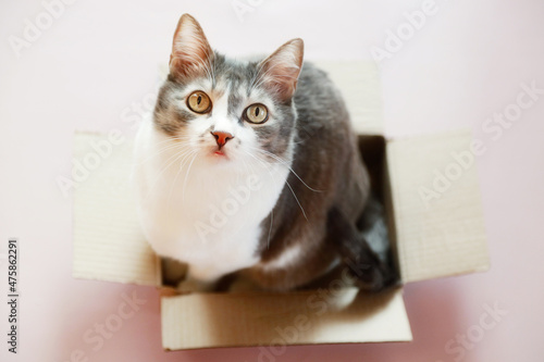 Beautiful cat sits in cardboard box and looks up. Lovely well-groomed pet waiting. Focused gaze of cat.