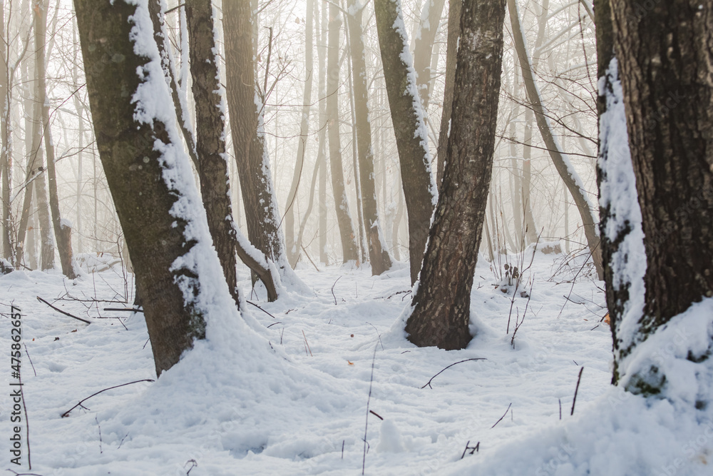Fototapeta premium fog in the forest..