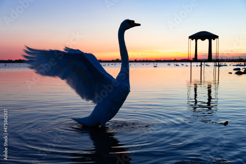 Foto White swan flaps its wings against the background of sunset in the circles on the water in the lake Sasyk Sivash