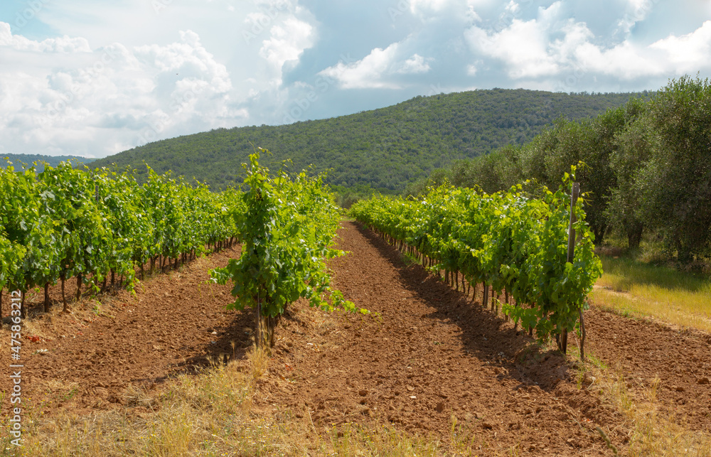 Tuscan landscape with vineyard planted in the red earth under the cloudy sky with the background of the hill.