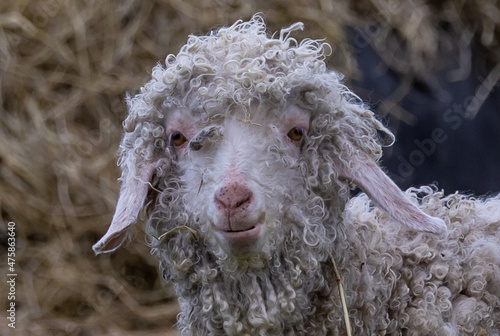 Fotografija Closeup of a sheep on the farm