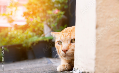 Obraz na plátně The ginger cat hides behind a wall to hunt.