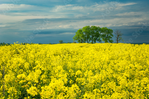 Fototapeta Naklejka Na Ścianę i Meble -  Yellow rape field and trees on the horizon