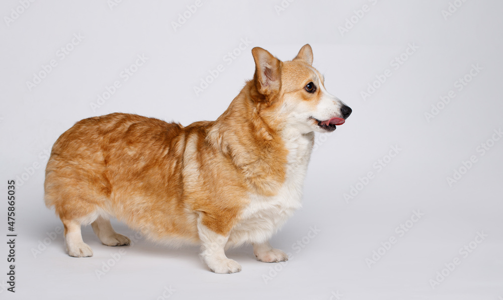 Portrait of cute puppy corgi. Little smiling dog on gray background. Free space for text.